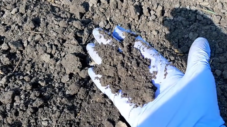 Как эксперименты с сидератами превратили безжизненную почву в плодородную