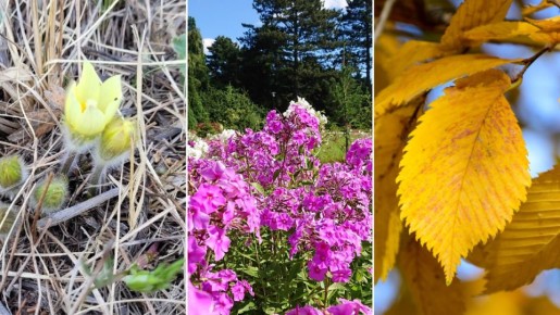 Гидрометцентр рассказал, какими будут весна, лето и начало осени в Челябинске