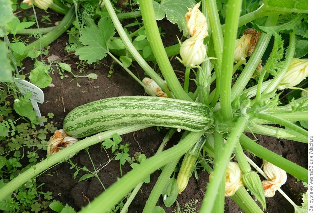 Топ 5 сортов кабачков, которые не сгниют к Новому году