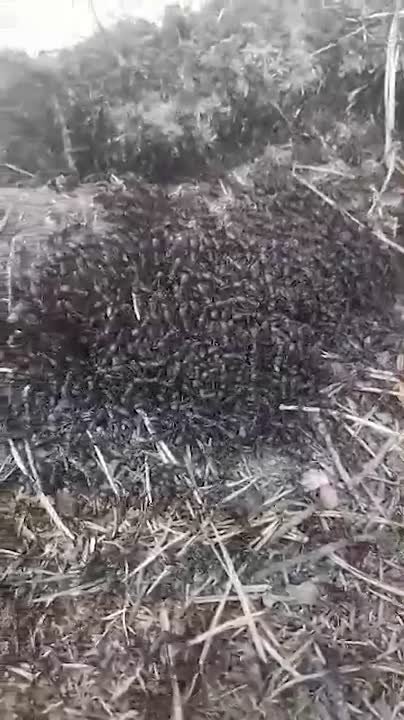 Весна пришла в нацпарк «Зигальга» – здесь проснулись и вышли на поверхность лесные муравьи