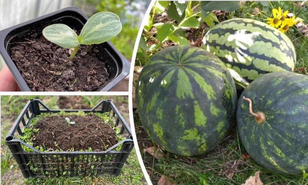 Как сеять арбузы в "теплые ящики" для раннего урожая