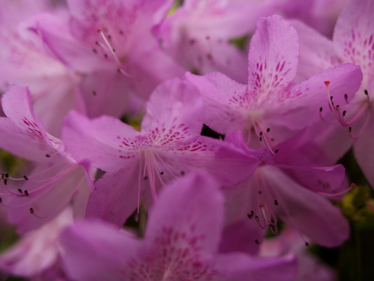 Зелёный забор: как создать живую стену, которая удивит соседей