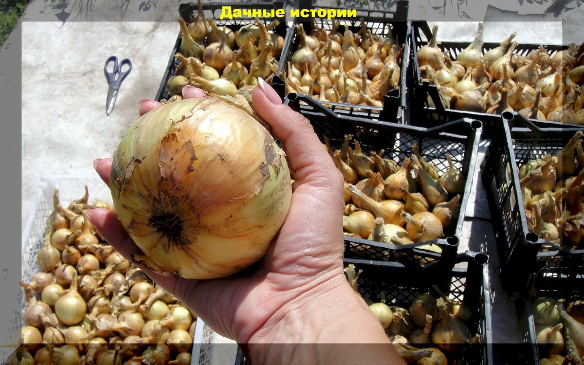 Необходимые советы для успешной посадки лука-севка