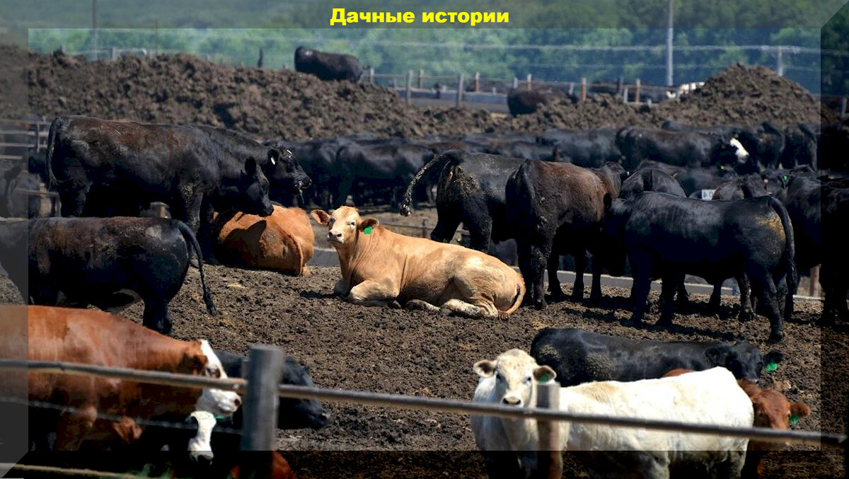 Как правильно использовать навоз для вашего сада: советы и рекомендации