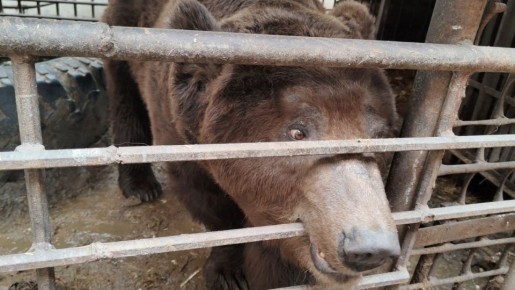 Хозяин тайги в клетке два на два: пенсионерка не справляется с содержанием медведя-сироты в Троицке и просит о помощи
