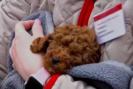 Проводница спасла двухмесячного пуделя, который находился в сошедшем с рельсов поезде № 302 Москва — Челябинск