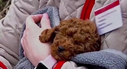 Проводник сошедшего с рельсов поезда «Москва — Челябинск» помогла вернуть хозяйке щенка