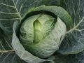 Как вырастить роскошную капусту: секреты удачной подкормки в сезоне