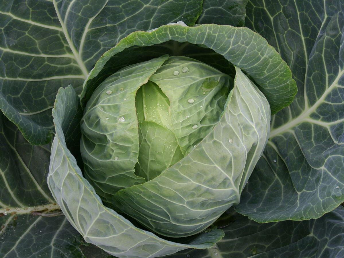 Как вырастить роскошную капусту: секреты удачной подкормки в сезоне