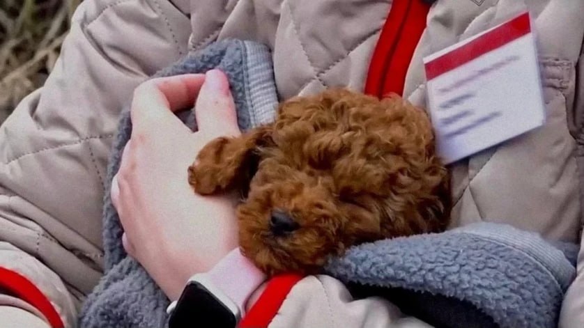 «Сидел дрожащий в сломанной клетке»: как проводница спасла щенка из поезда, потерпевшего крушение под Ульяновском