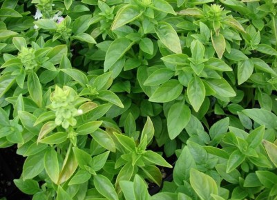 ��� ��������� ������ ������� � ���� ����: ������ � �������