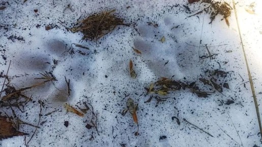 ���� ������ �� ������� �� ��� ����������� �������