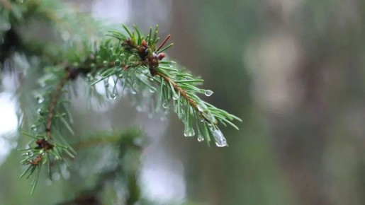 Похолодание и осадки: какой будет погода на неделе в Челябинской области