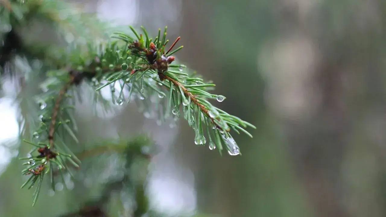 Похолодание и осадки: какой будет погода на неделе в Челябинской области