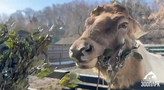 Челябинский зоопарк предложил следить за ростом рогов у алтайского марала Горыныча