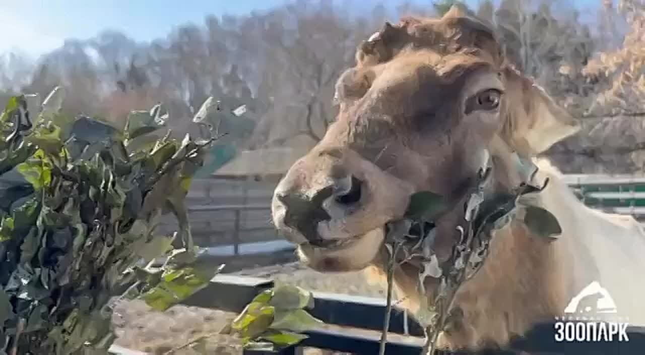 Челябинский зоопарк предложил следить за ростом рогов у алтайского марала Горыныча