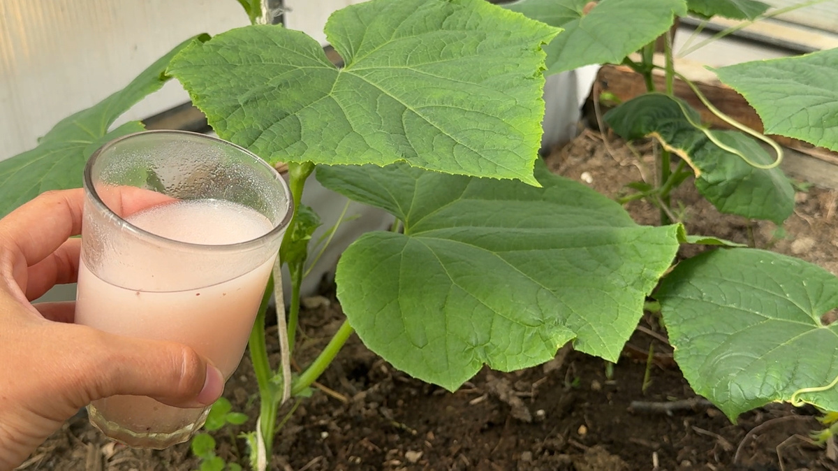 Секреты успешного урожая огурцов в июле: как избежать распространенных ошибок