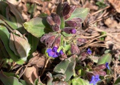 В национальном парке «Таганай» в Челябинской области заметили цветы медуницы
