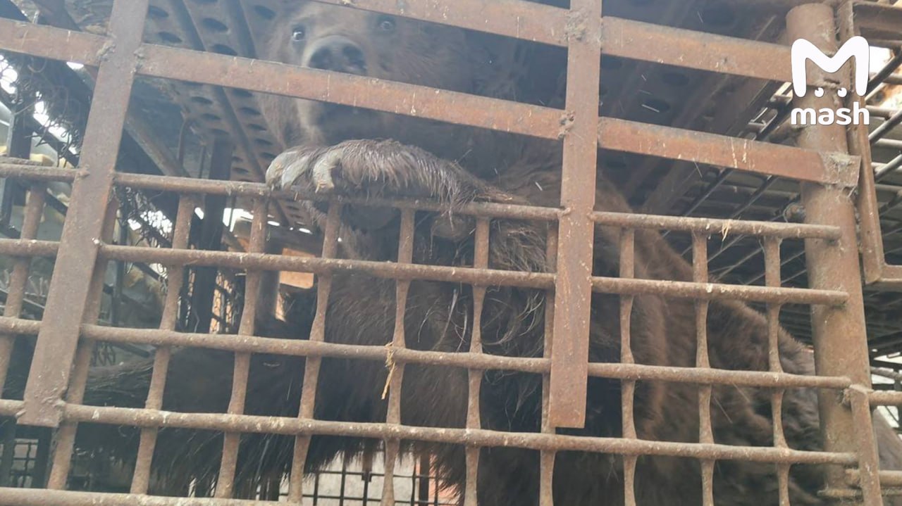 Самая русская история с Урала: мужик завёл медведя в частном доме в челябинской деревне и пропал без вести на фронте Самая русская история с Урала: мужик завёл медведя в частном доме в челябинской деревне и пропал без вести на фронте