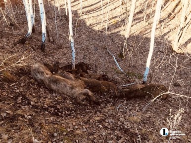 В Уйском округе в карьере нашли шесть трупов свиней