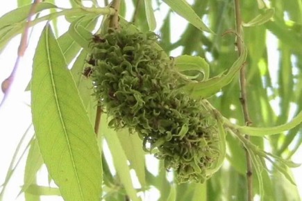 Ведьмина метла: в Челябинской области ищут причину новой болезни растений