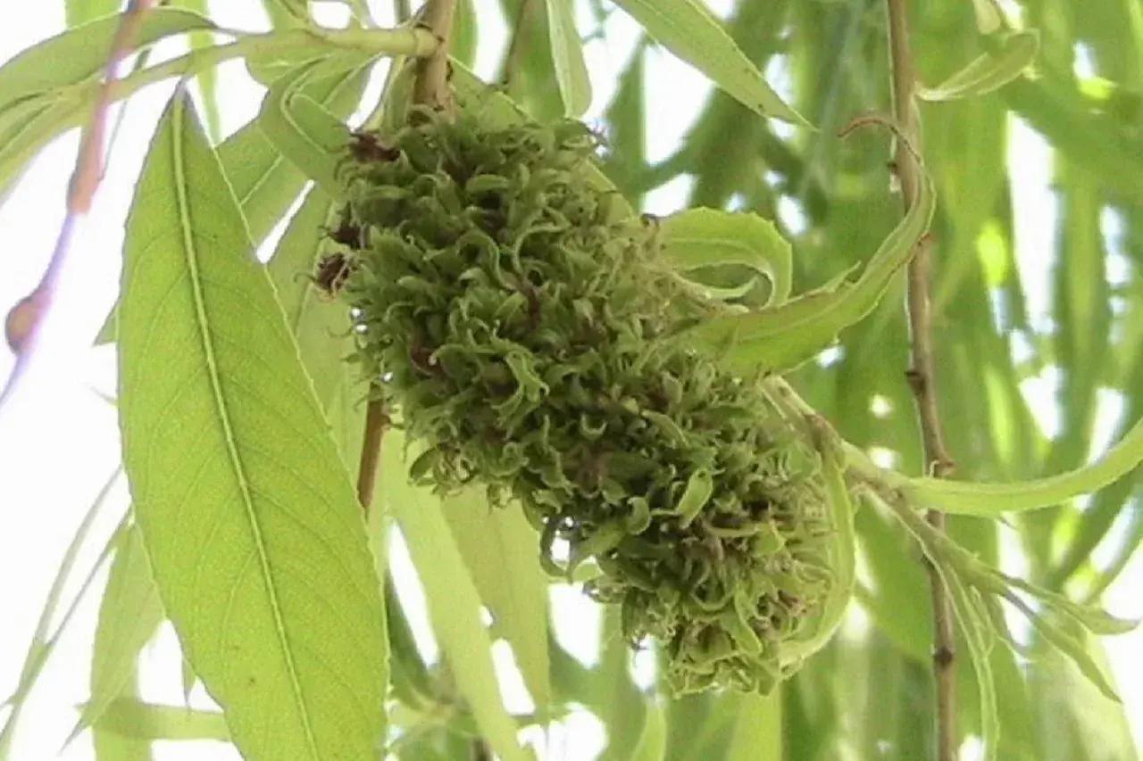 Ведьмина метла: в Челябинской области ищут причину новой болезни растений