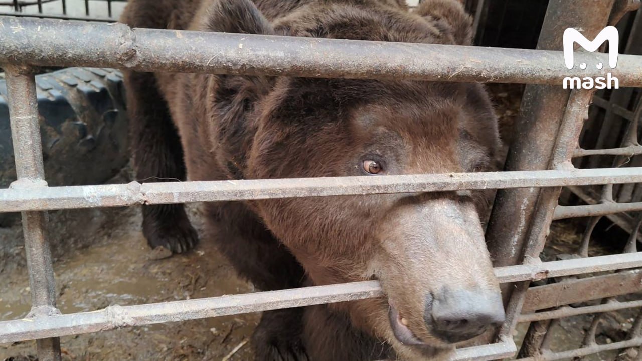 Самая русская история с Урала: мужик завёл медведя в частном доме в челябинской деревне и пропал без вести на фронте Самая русская история с Урала: мужик завёл медведя в частном доме в челябинской деревне и пропал без вести на фронте