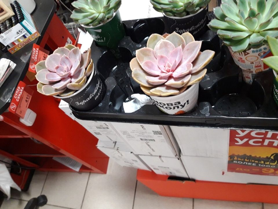 ��� �������� �� �������� ����� ���������� ���������