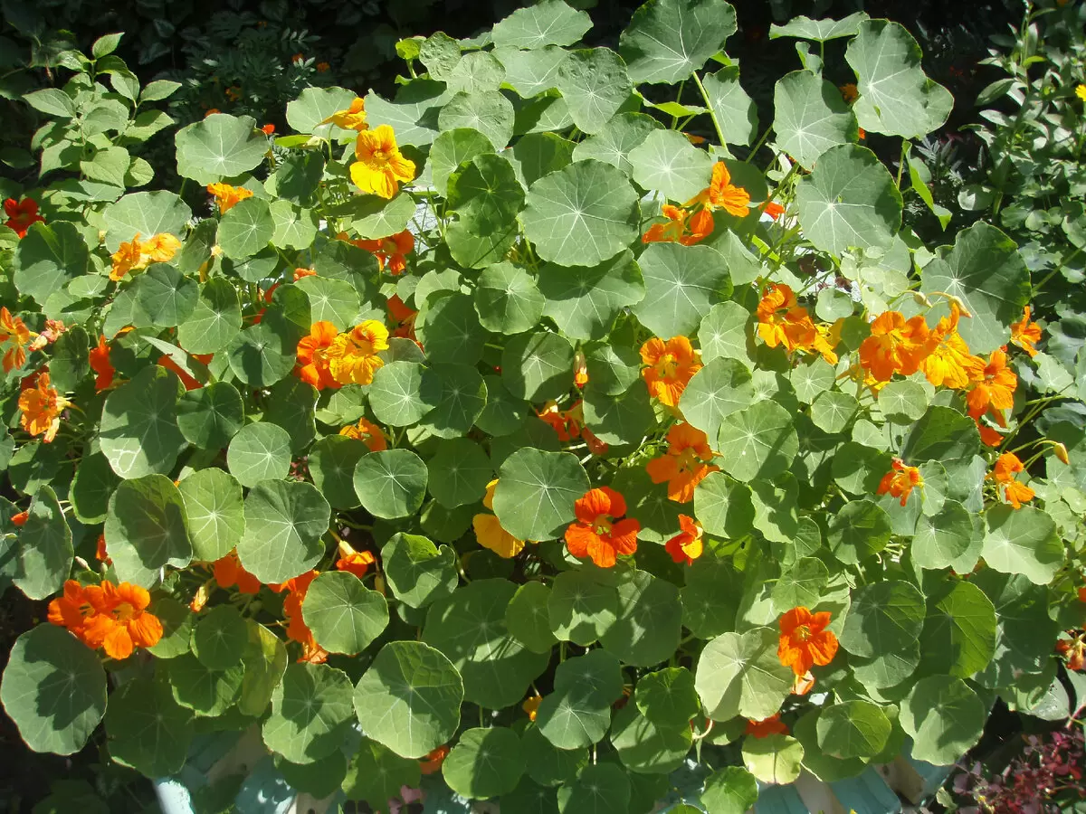 Цветочная симфония апреля: 20 однолетников для вашего сада