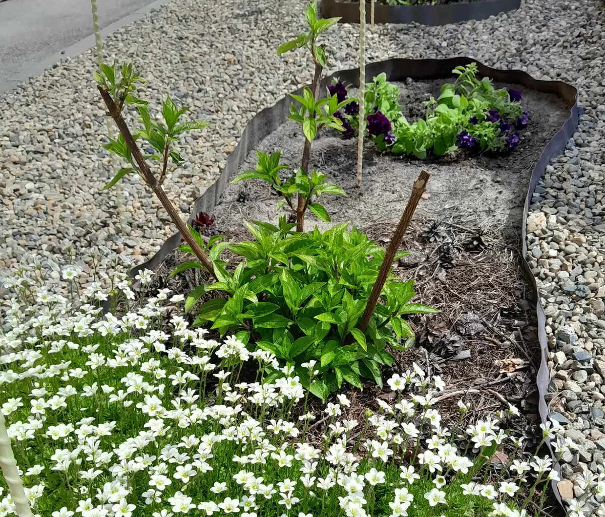 Гортензии под угрозой: советы по обрезке после майских морозов