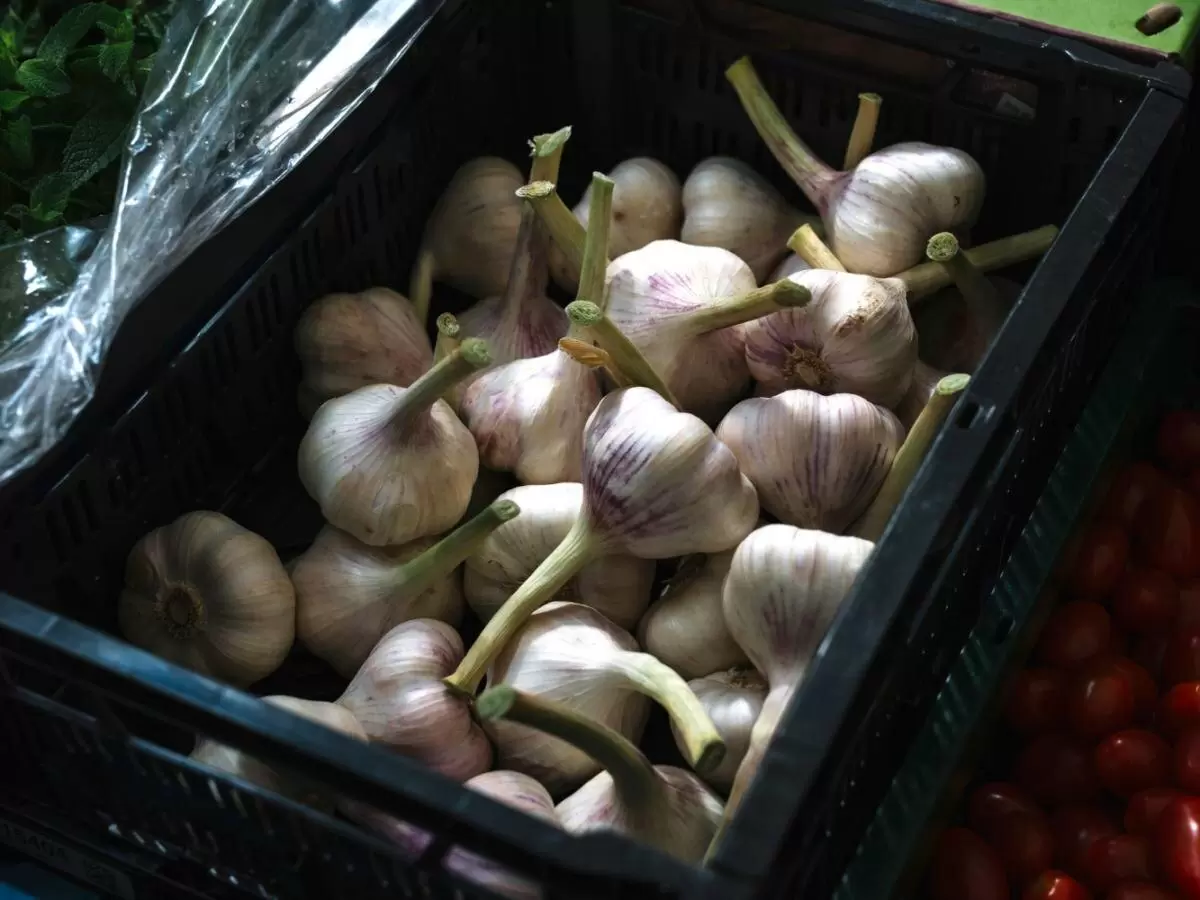 Заготовка удачного урожая озимого чеснока: ключевые моменты осенней посадки