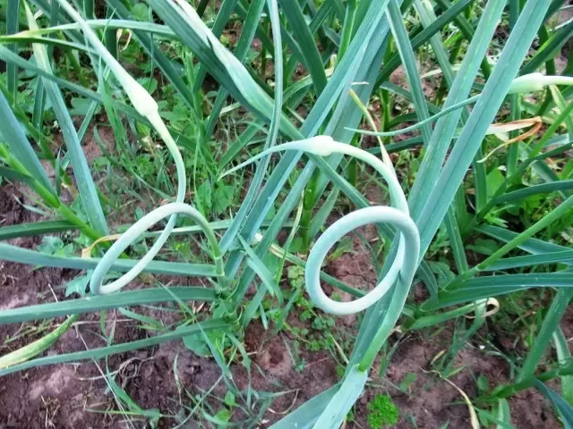 Как правильно обрывать стрелки у чеснока для максимального урожая