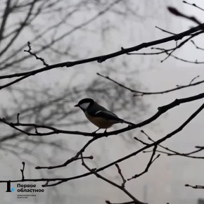 ������� ������ ������� ���������