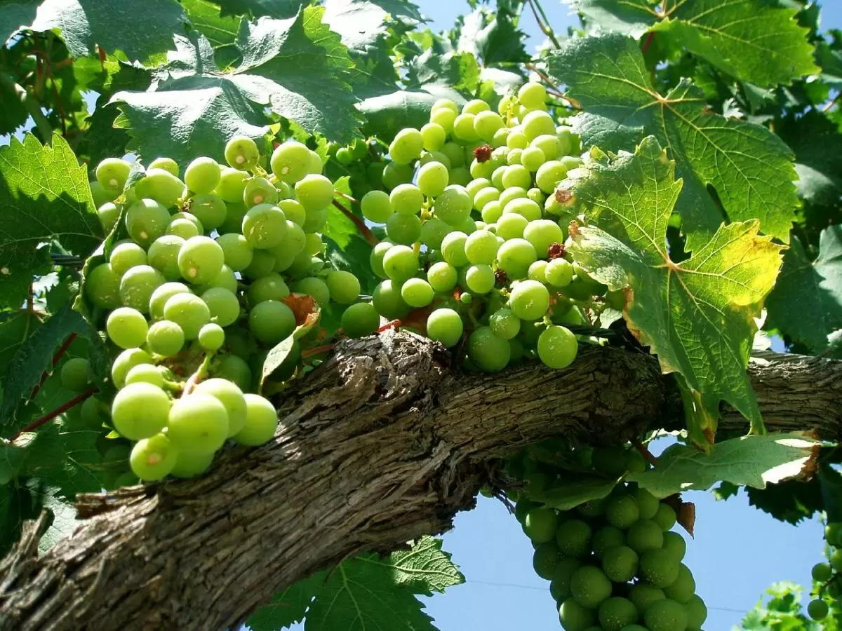 Почему виноград и его соседи — идеальное сочетание для вашего сада