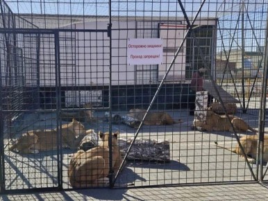 Подпустили обезьян к человеку: в Челябинске нашли нарушения в работе гастролирующего цирка