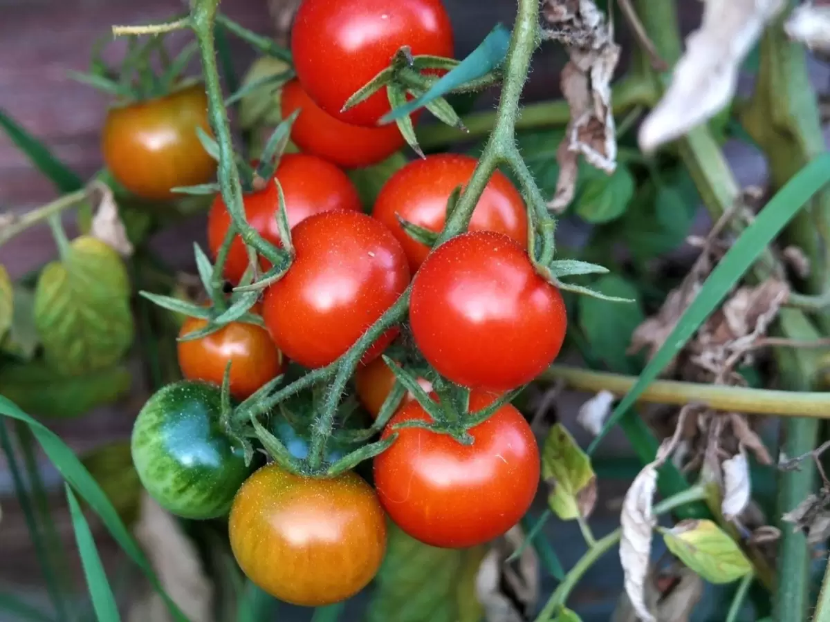 Уникальный способ защитить томаты от фитофтороза до посева