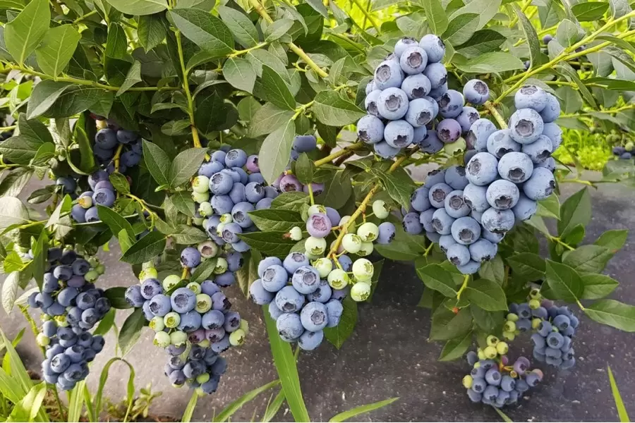 Голубика: секреты успешного выращивания на вашем участке