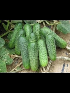 ������ ������ ������: ����� ���������� ����������� � �������� ������