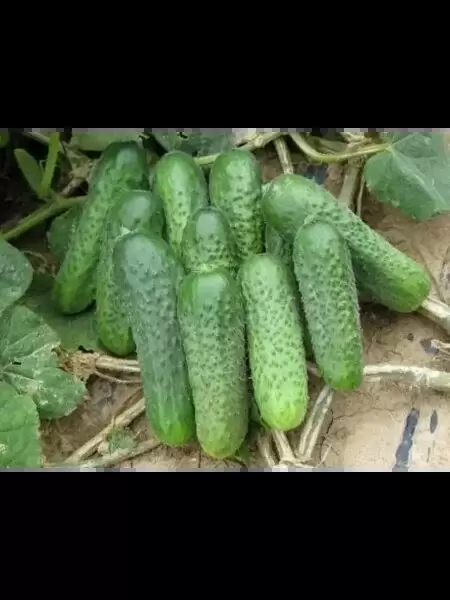 Гибрид огурца Аккорд: когда надежность встречается с отличным вкусом