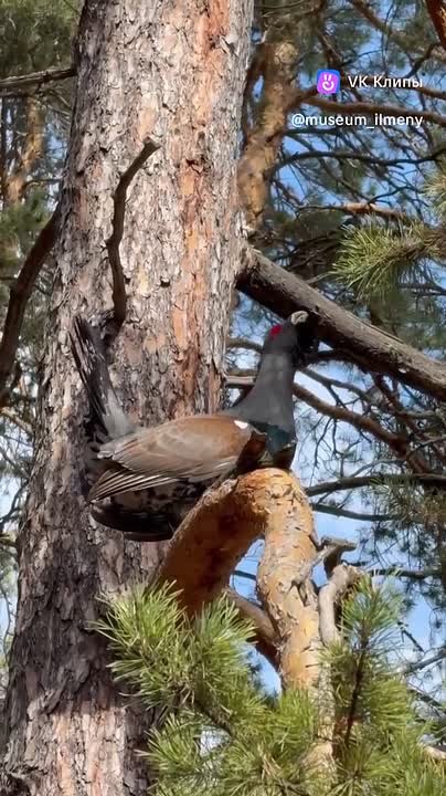 А вы слышали, как токуют глухари? Включайте звук!
