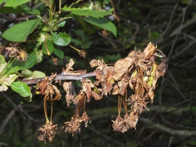 Как защитить сад от монилиоза: советы и рекомендации