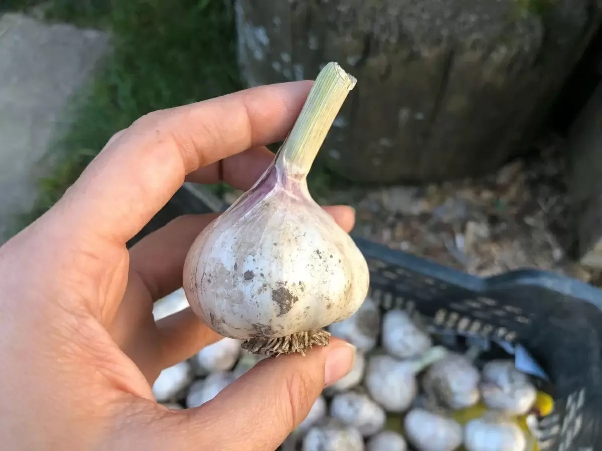 Когда убирать чеснок: секреты успешного хранения урожая