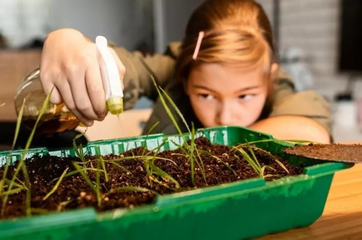 Экзотические фрукты на вашем подоконнике