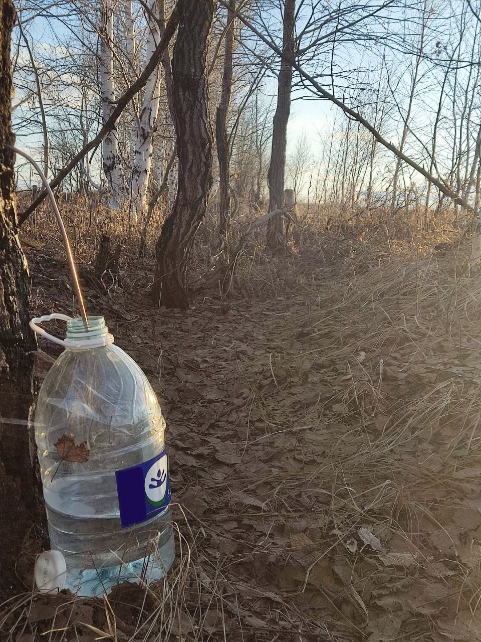 Сезон сбора березового сока начался в Челябинской области