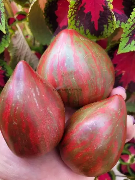 Томат Пурпурный Дождь: экзотика в каждом укусе