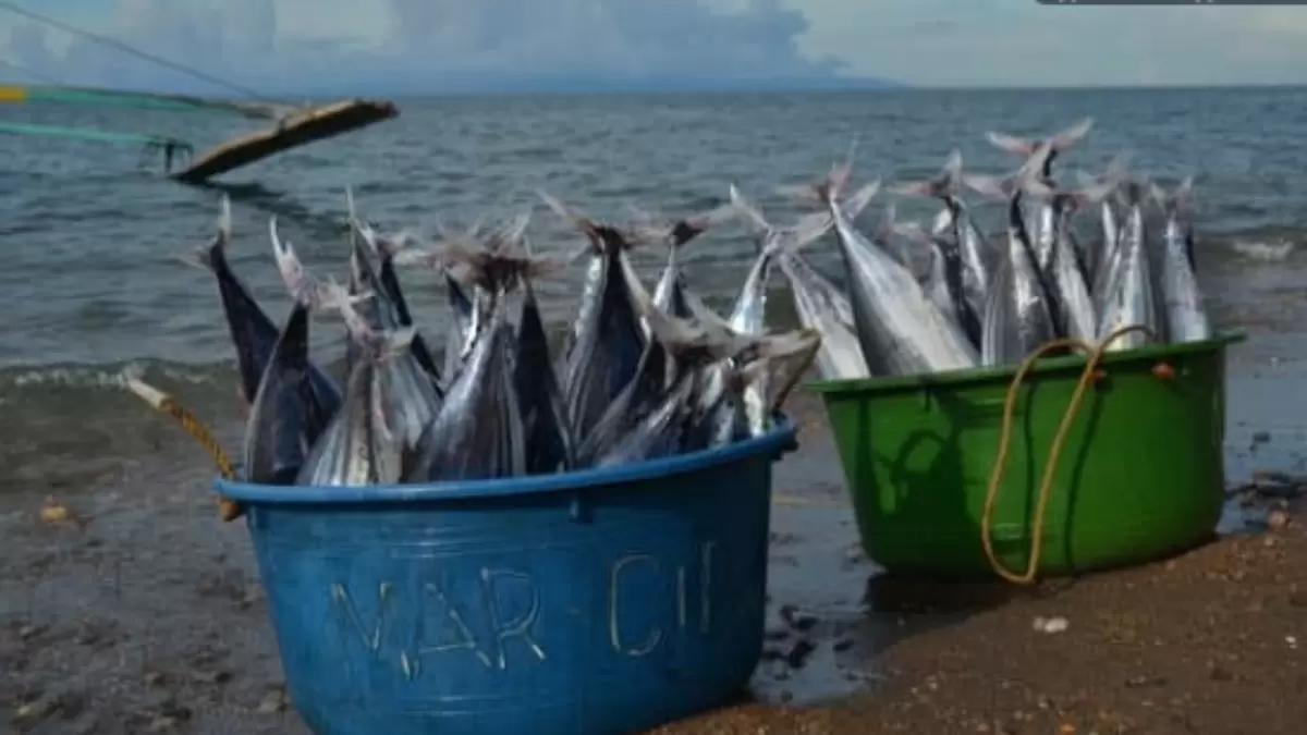 Тунец: невероятные рецепты для здорового и быстрого питания