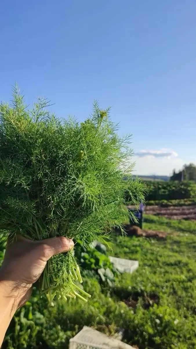 Как добиться плотного и ароматного укропа на своем огороде