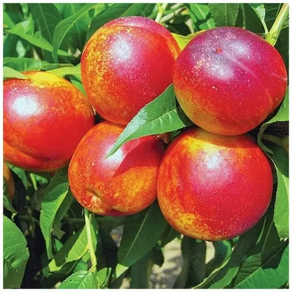 Нектарин Любимец: идеальный выбор для вашего сада