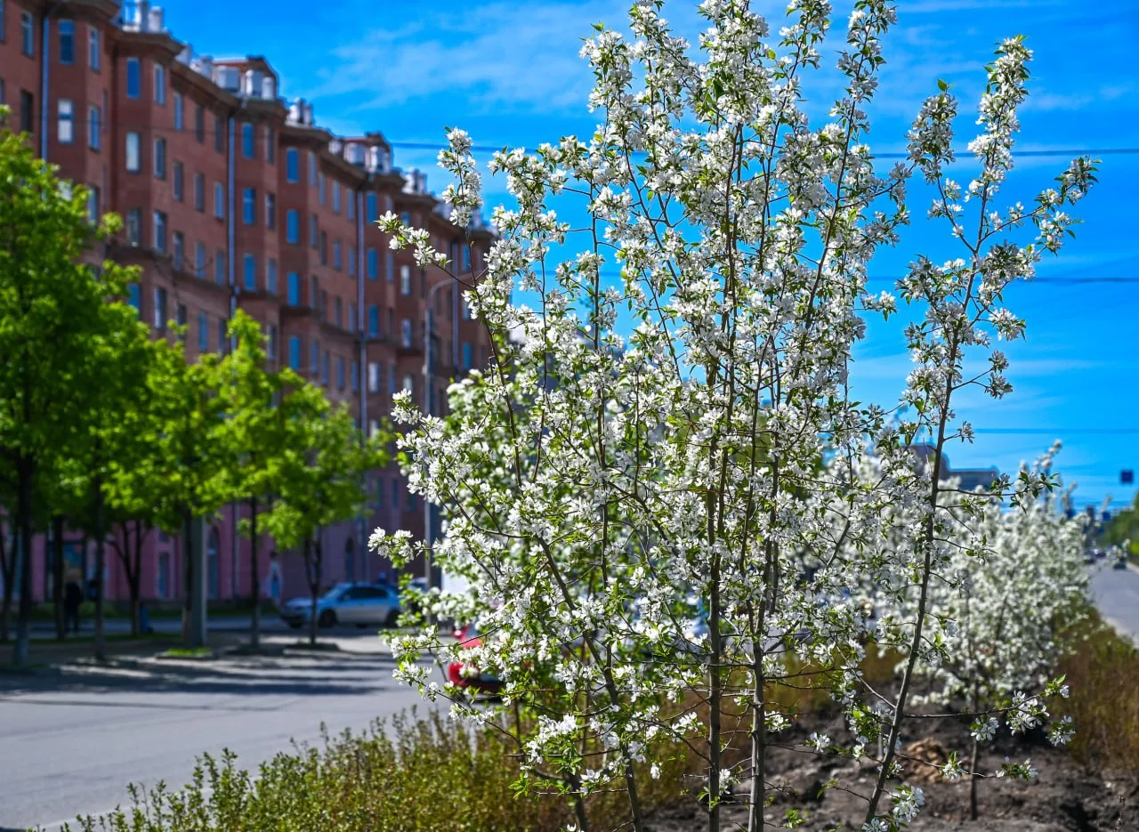 Сезон цветения стартовал в Челябинской области