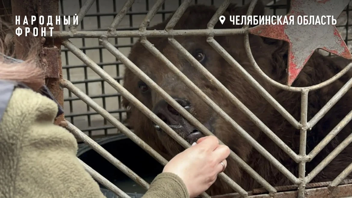 В центре Троицка Челябинской области живёт медведь В центре Троицка Челябинской области живёт медведь